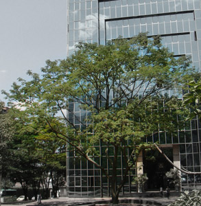 Building Paradiso Solutions