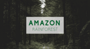 Amazon Rainforest Course Template